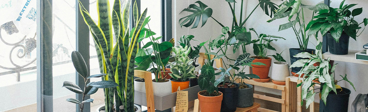 Mejores plantas para interior y exterior